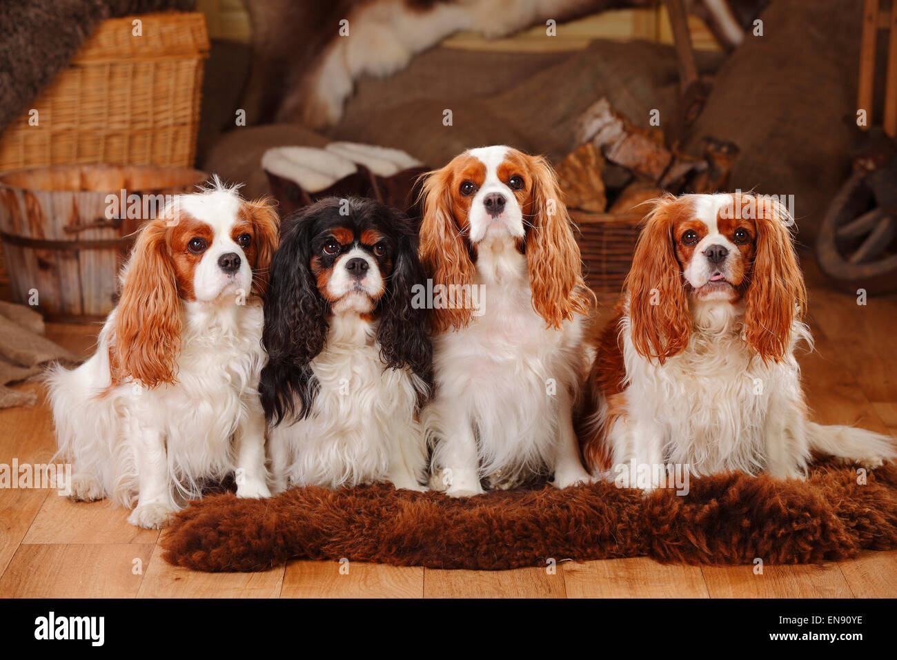 Cavalier King Charles Spaniel, femmine, Blenheim e tricolore|Cavalier King Charles Spaniel, Huendinnen, Blenheim und tricolore Foto Stock