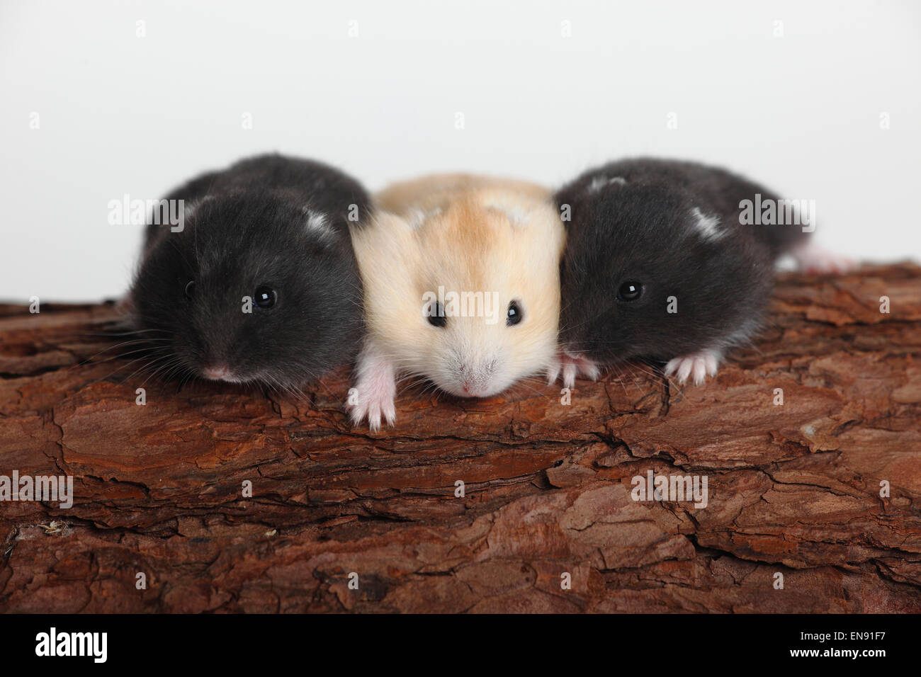 Russo criceto nano, youngs / (Phodopus sungorus)|Dsungarischer Zwerghamster, Jungtiere / (Phodopus sungorus) Foto Stock