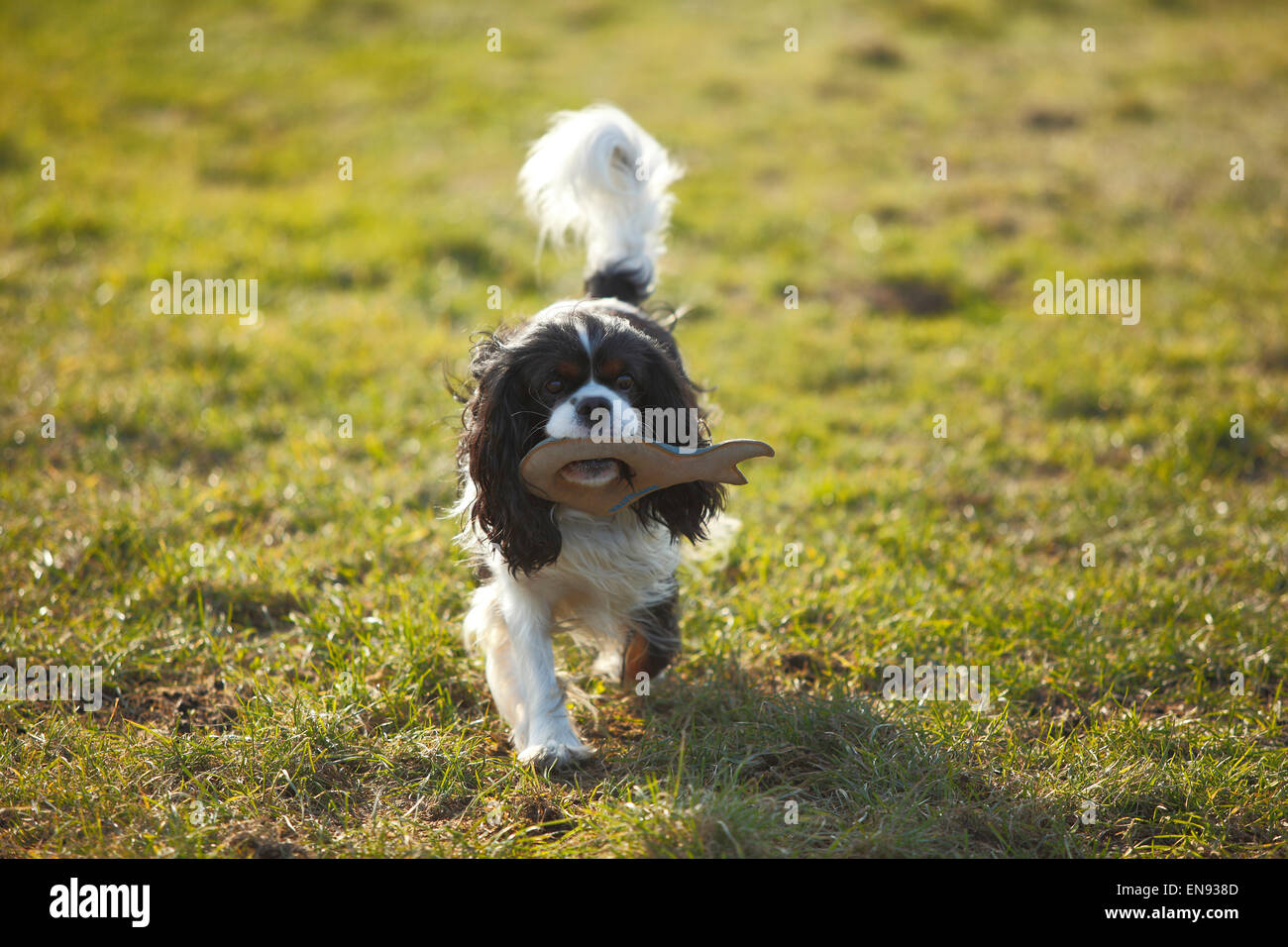 Cavalier King Charles Spaniel, tricolore, recupero di toy|Cavalier King Charles Spaniel, Ruede, tricolore, apportiert Spielzeug Foto Stock