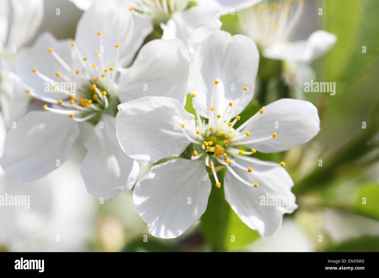 Fioritura primaverile di ciliegio. Petali in un fiore ciliegio Foto Stock