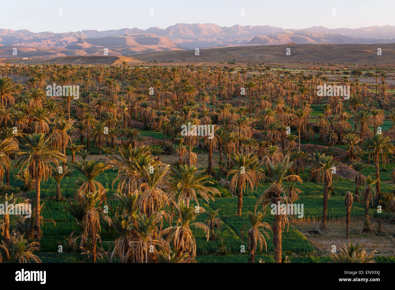 Foresta di palme. Nkob. Il Marocco. Africa Foto Stock