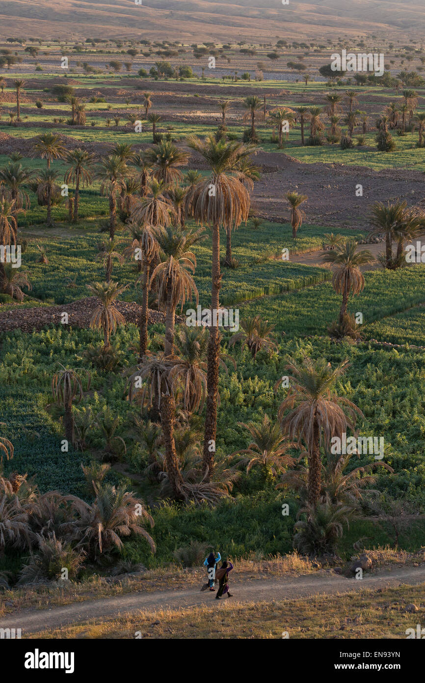 Foresta di palme. Nkob. Il Marocco. Africa Foto Stock