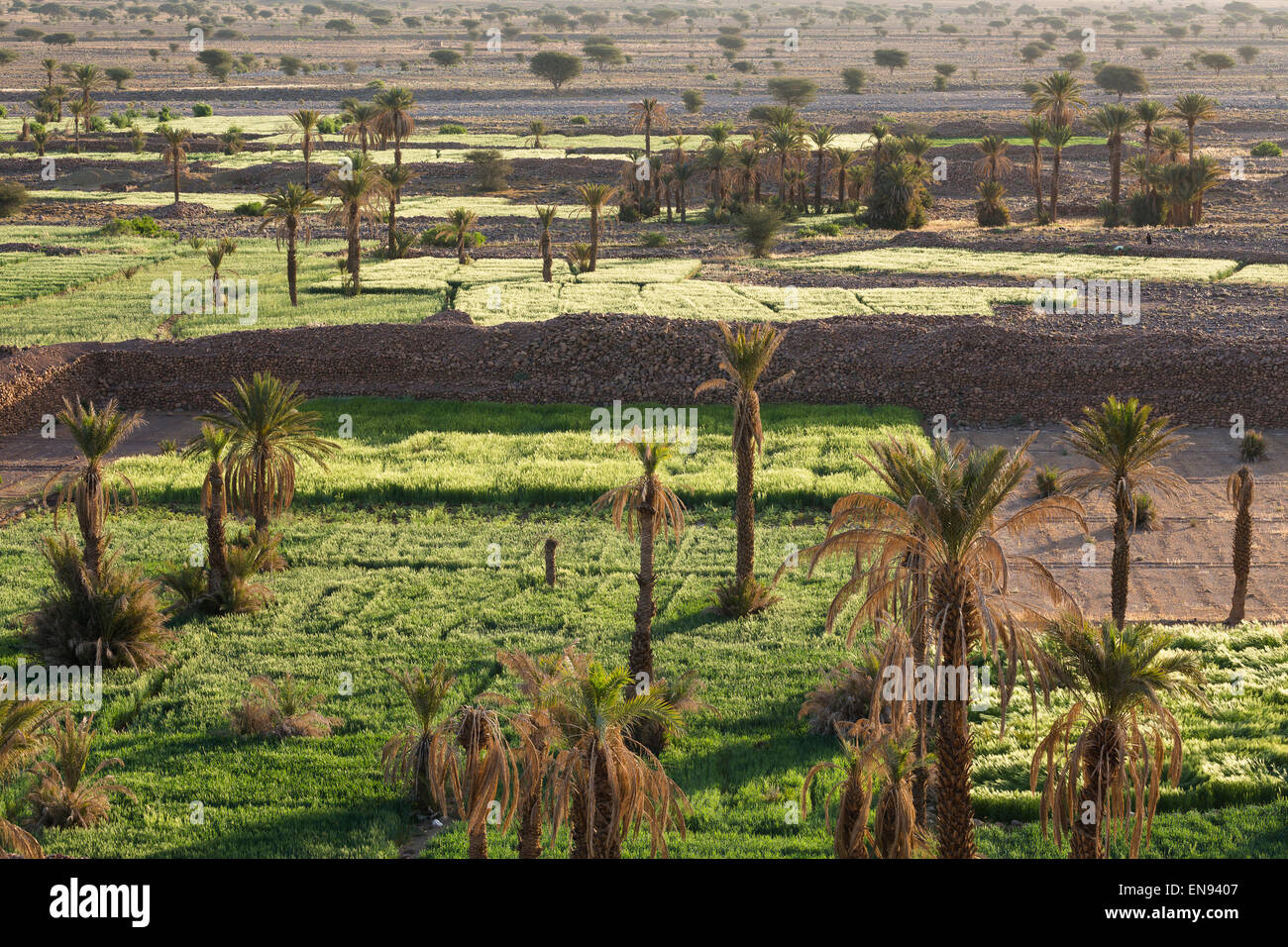 Foresta di palme. Nkob. Il Marocco. Africa Foto Stock