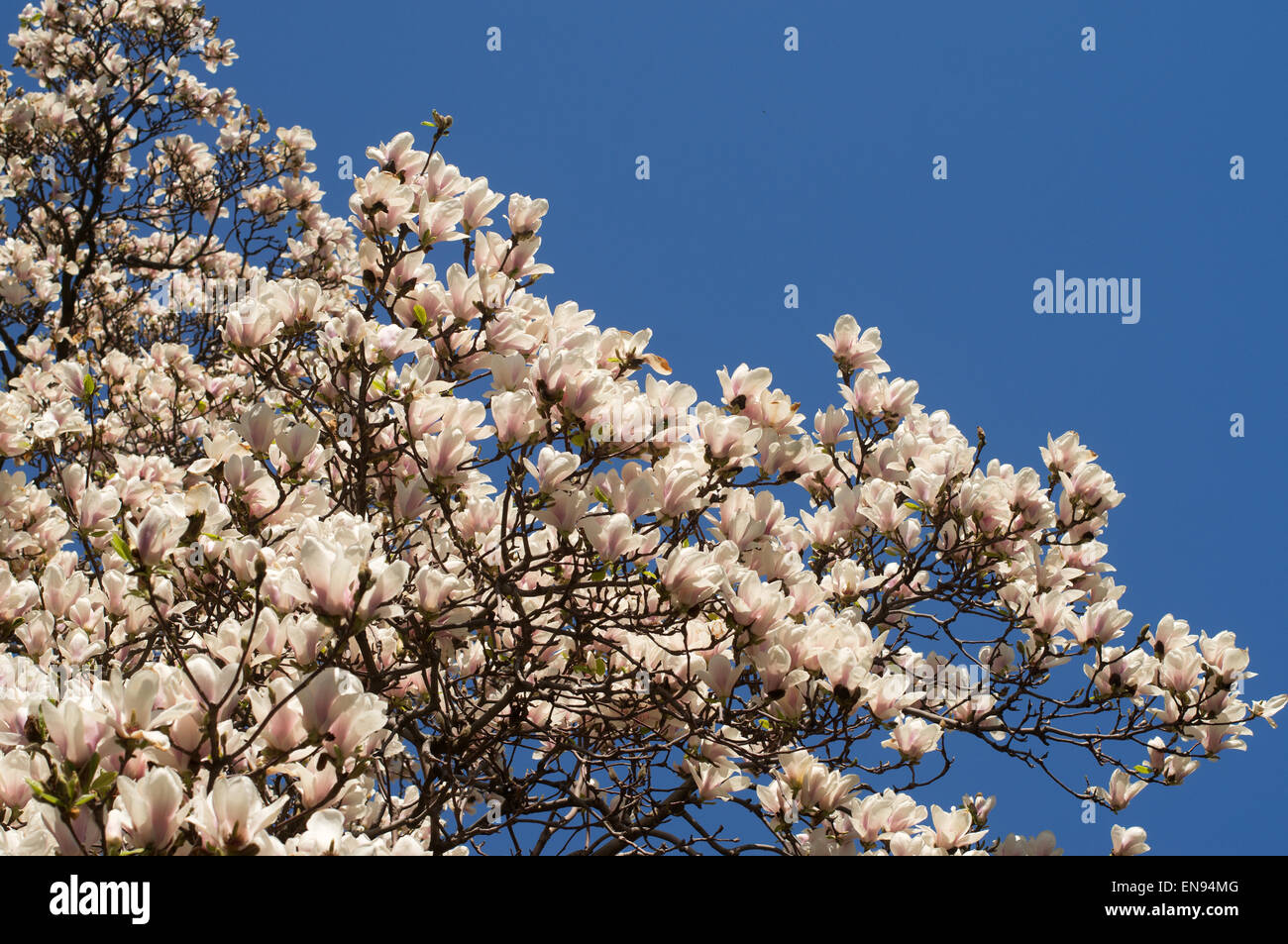 Rosa magnolia blossom nel Central Park di New York, Stati Uniti d'America Foto Stock