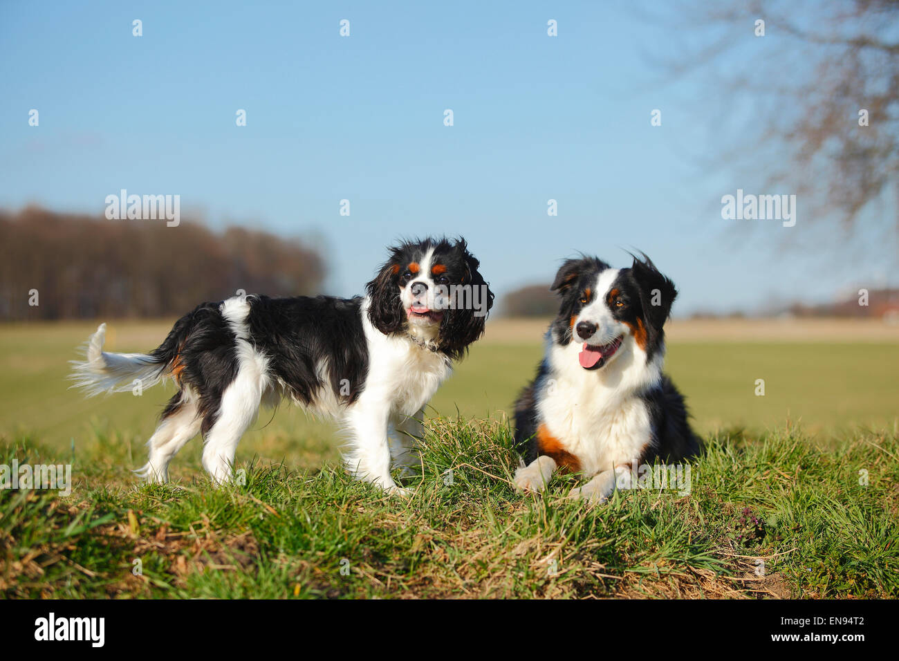Pastore australiano, cagna, nero-tri e Cavalier King Charles Spaniel, cane maschio, tricolore, 7 mesi|pastore australiano, tonalità Foto Stock