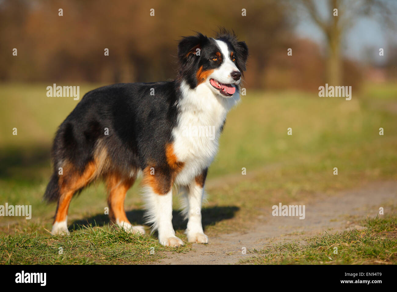 Pastore australiano, cagna, nero-tri|pastore australiano, Huendin, nero-tri Foto Stock