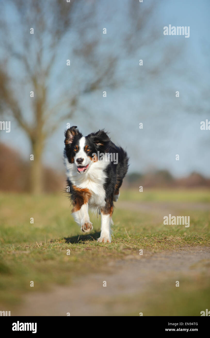 Pastore australiano, cagna, nero-tri|pastore australiano, Huendin, nero-tri Foto Stock