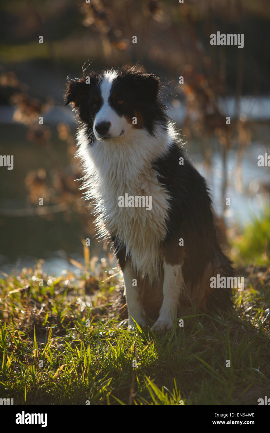 Pastore australiano, cagna, nero-tri|pastore australiano, Huendin, nero-tri Foto Stock