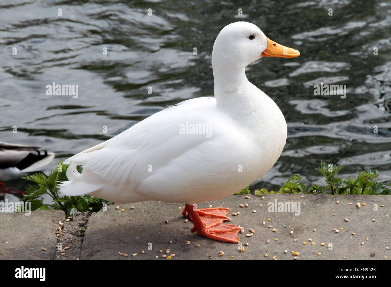 Bella bianca piumati Aylesbury duck in piedi da un fiume a Bakewell Derbyshire Foto Stock