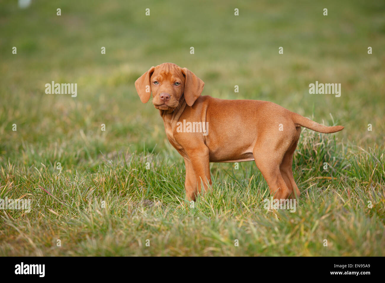 Ungherese di puntamento Short-Haired cane, cucciolo, 9 settimane|Kurzhaariger Ungarischer Vorstehhund, Welpe, 9 Wochen Foto Stock