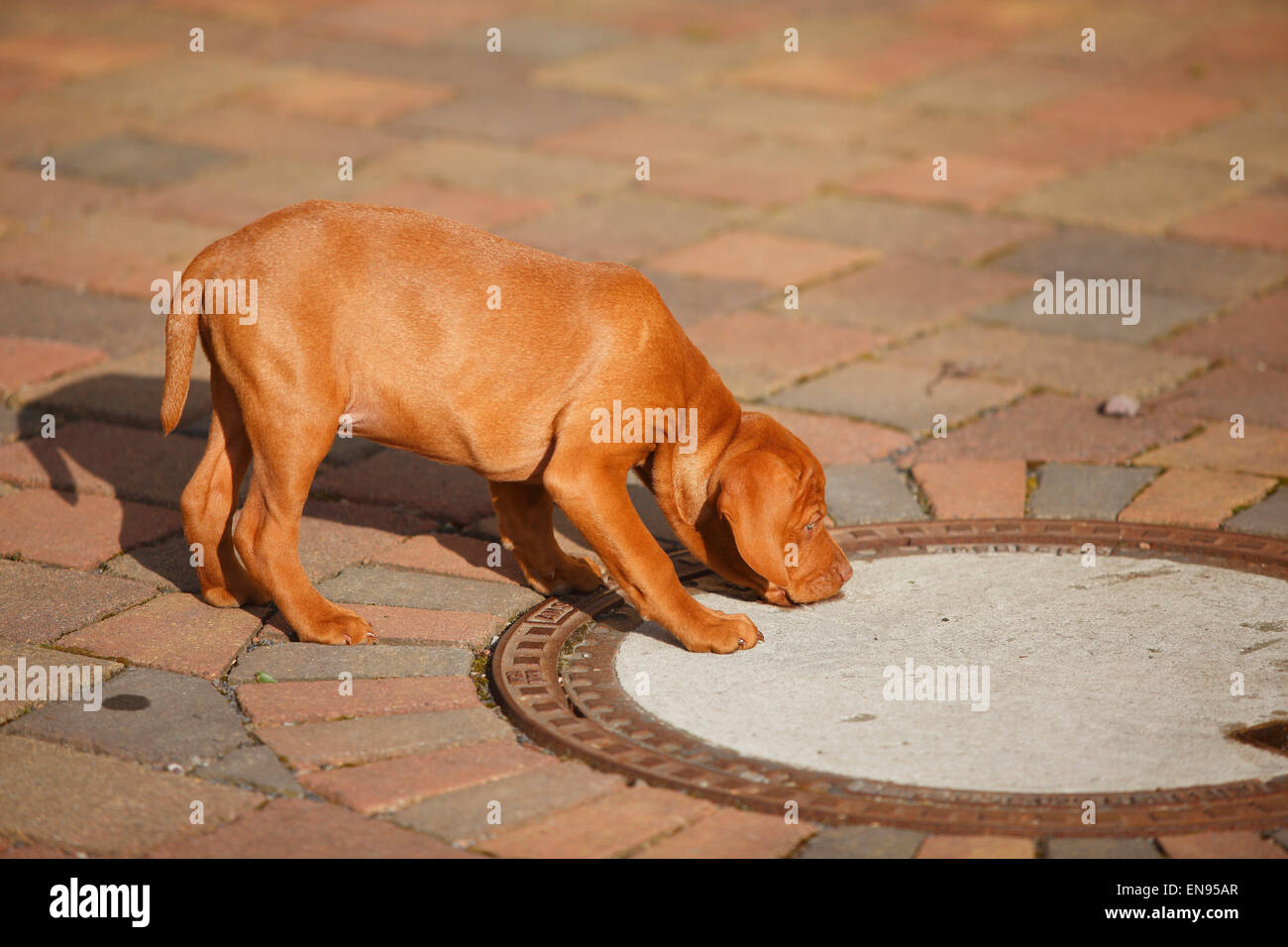 Ungherese di puntamento Short-Haired cane, cucciolo, 9 settimane|Kurzhaariger Ungarischer Vorstehhund, Welpe, 9 Wochen Foto Stock