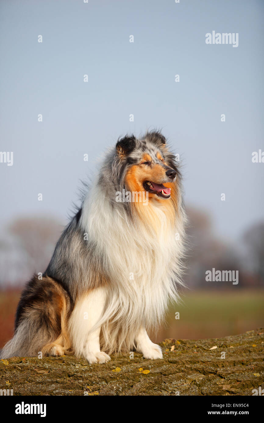 Collie ruvida, cane maschio, blu-merle, 4 anni|Schottischer Schaeferhund, Ruede, blu-merle, 4 Jahre Foto Stock