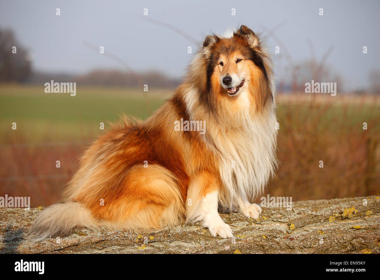 Collie ruvida, cane maschio, sable-bianco, 8 anni|Schottischer Schaeferhund, Ruede, sable-bianco, 8 Jahre alt, alter Hund Foto Stock