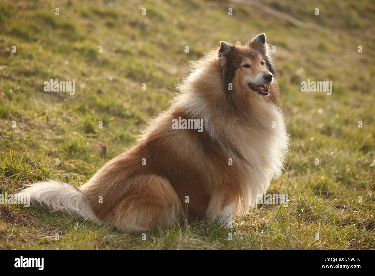 Collie ruvida, cane maschio, sable-bianco, 8 anni|Schottischer Schaeferhund, Ruede, sable-bianco, 8 Jahre alt, alter Hund Foto Stock