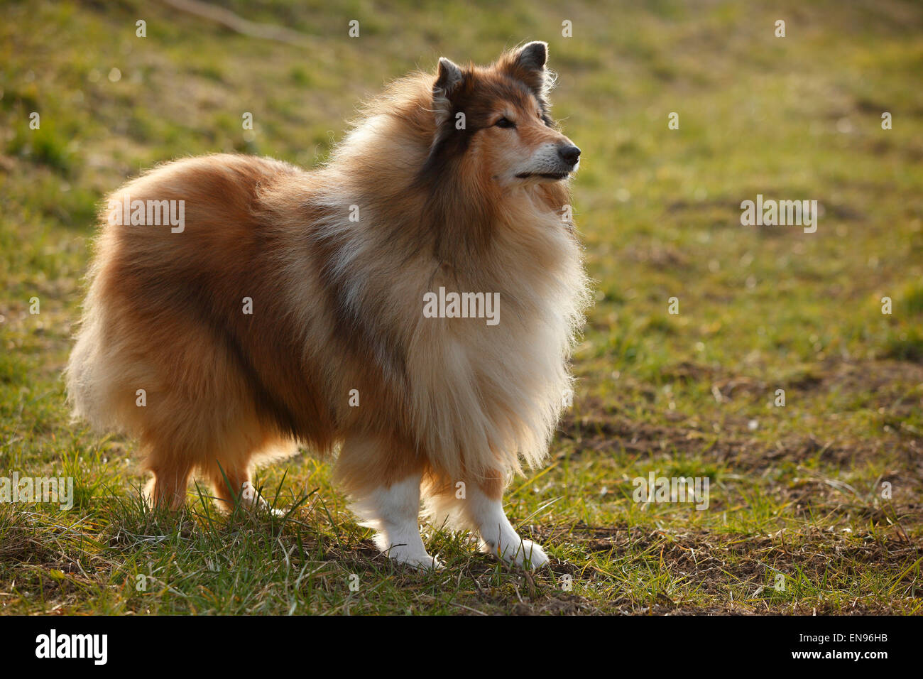 Collie ruvida, cane maschio, sable-bianco, 8 anni|Schottischer Schaeferhund, Ruede, sable-bianco, 8 Jahre alt, alter Hund Foto Stock