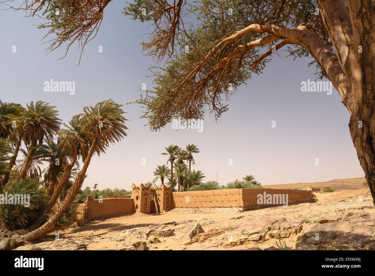 Oasi om lareg nei pressi di Erg Chegaga. Deserto del Sahara. Il Marocco. Africa Foto Stock