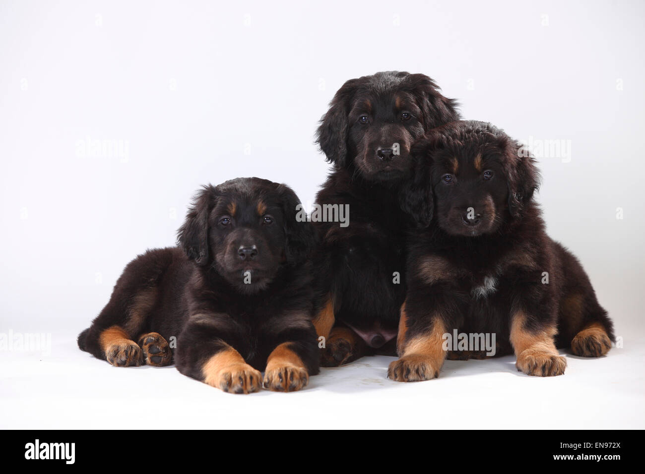 Hovawart, cuccioli, 6 settimane|Hovawart, Welpen, 6 Wochen, schwarz-marken Foto Stock