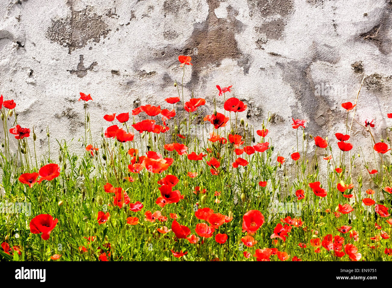 Papaveri comune su una parete in rovina sullo sfondo Foto Stock