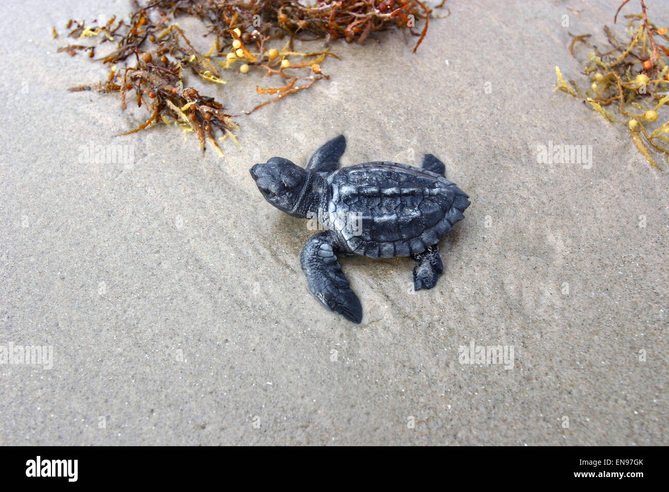 Un Kemp's Ridley sea turtle hatchling teste al Golfo del Messico a Padre Island National Seashore, Texas. Foto Stock