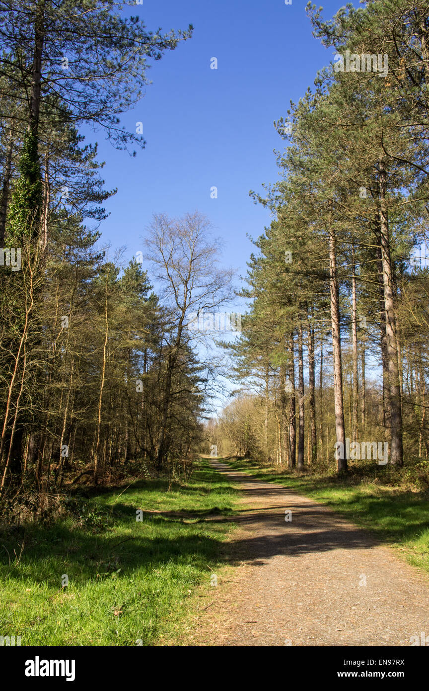 Una strada attraverso la foresta di Newborough Foto Stock
