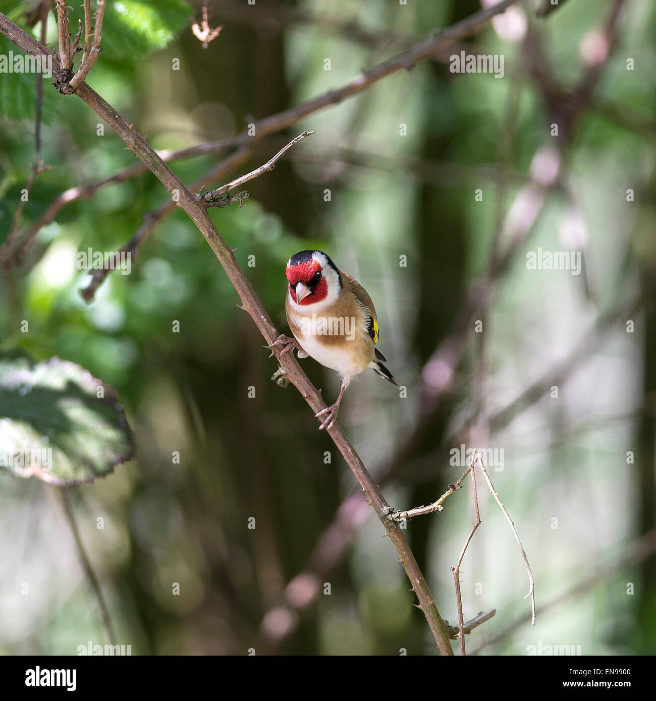 Bella Cardellino appollaiate su un ramo mentre l'alimentazione di Fairburn Ings vicino a Castleford West Yorkshire England Regno Unito Foto Stock