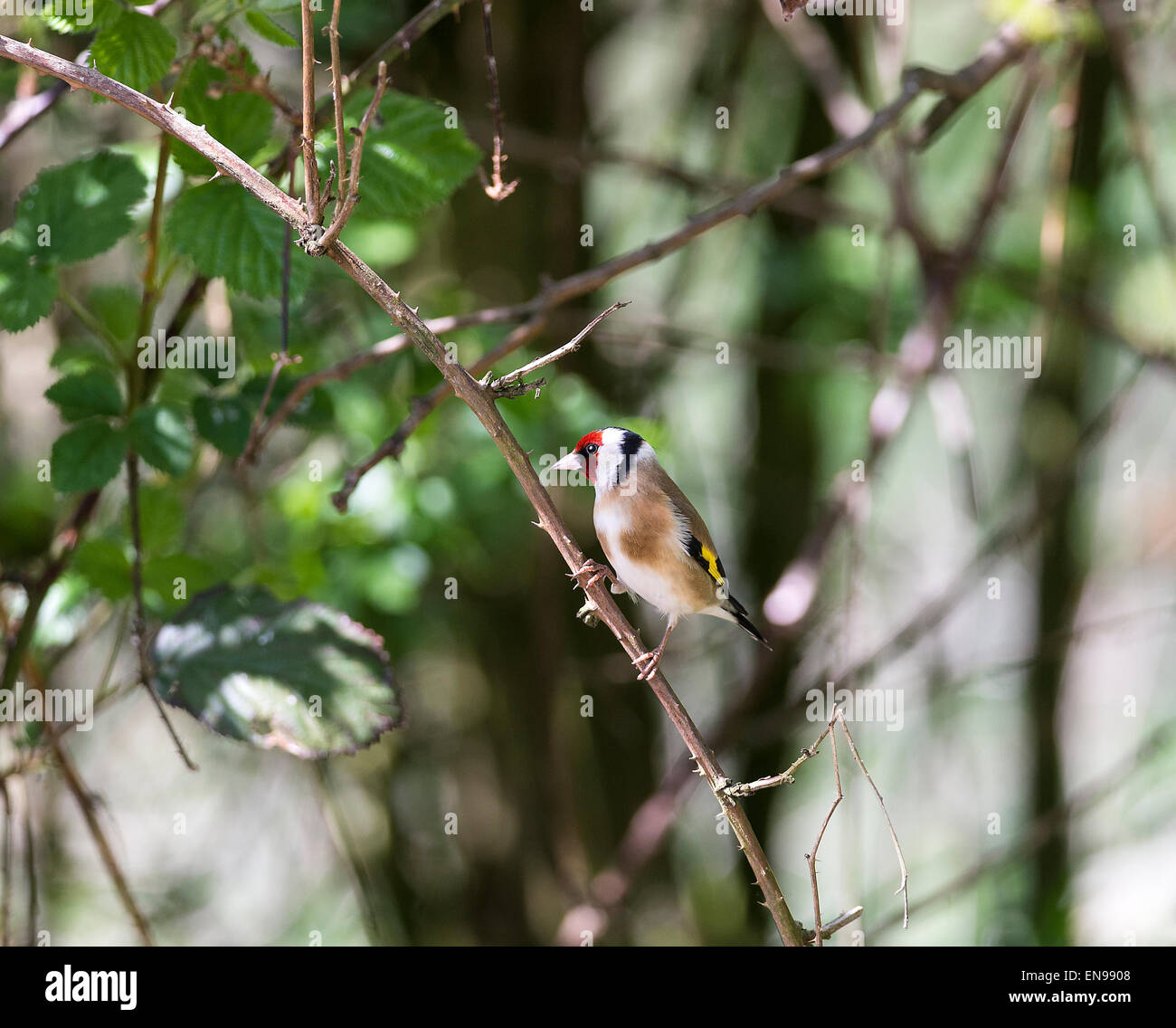 Bella Cardellino appollaiate su un ramo mentre l'alimentazione di Fairburn Ings vicino a Castleford West Yorkshire England Regno Unito Foto Stock