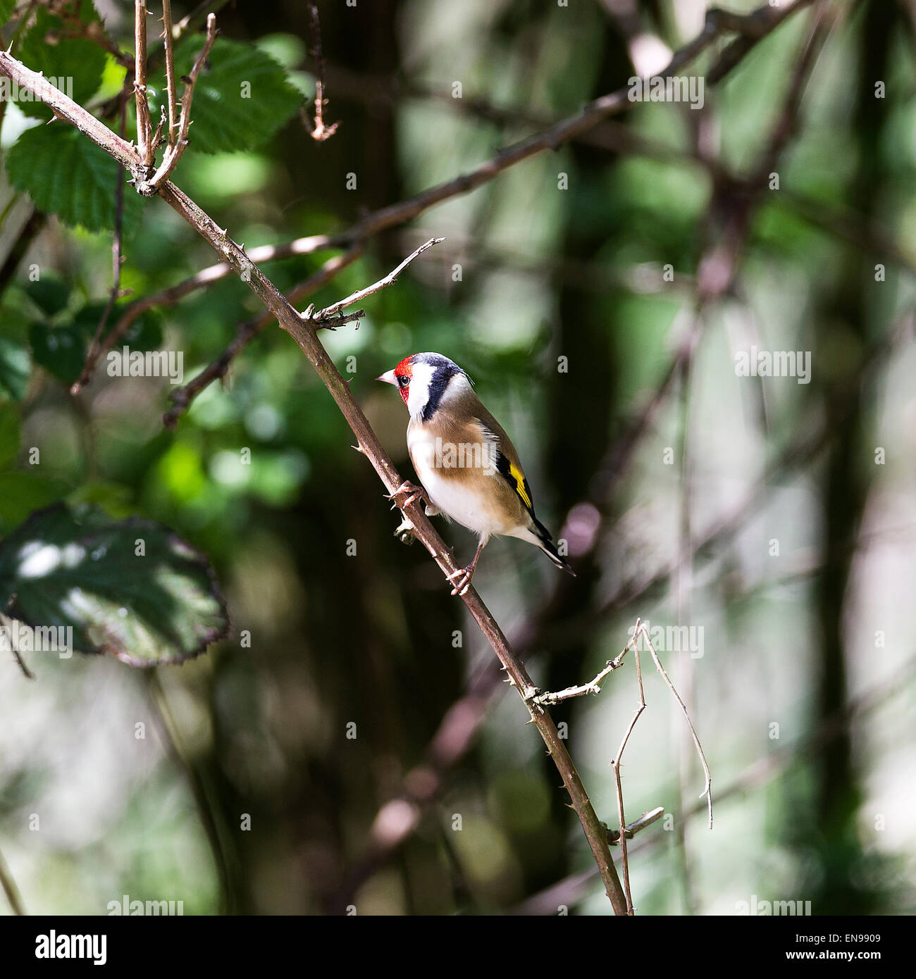 Bella Cardellino appollaiate su un ramo mentre l'alimentazione di Fairburn Ings vicino a Castleford West Yorkshire England Regno Unito Foto Stock