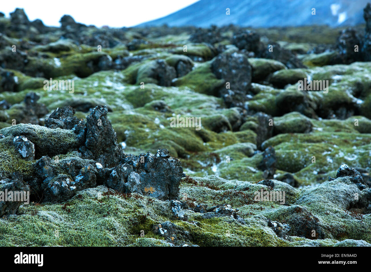 Resistente muschio verde su rocce vulcaniche in Islanda Foto Stock