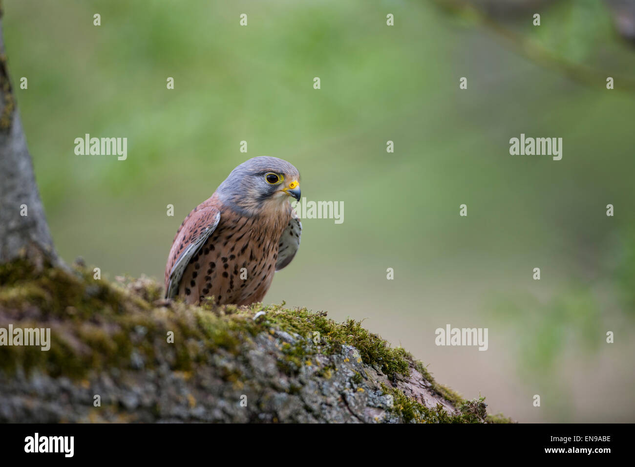 Un gheppio. Foto Stock