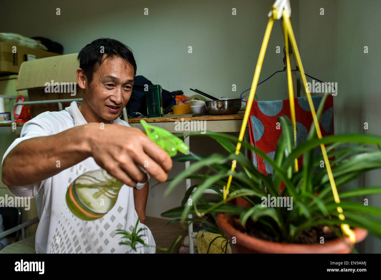 (150430) -- SHENZHEN, Aprile 30, 2015 (Xinhua) -- Foto scattata il 20 aprile 2015 mostra Wang Hua, una gru a torre operatore, spruzza acqua su suo bracketplant al suo dormitorio a Shenzhen, Cina del sud della provincia di Guangdong. Wang Hua, un 50-anno-vecchio dalla Cina centrale della Provincia di Henan, è una buona mano nel funzionamento della gru a torre. Se ha usato per essere una guardia di sicurezza quando era giovane, egli è cresciuta rapidamente in un eccellente gru a torre operatore a causa la sua diligenza e amore per l'apprendimento. Egli è stato impegnato in molte grandi progetti di costruzione come il nuovo sito di sistemi TVCC e il Water Cube e il progetto corrente egli è wo Foto Stock