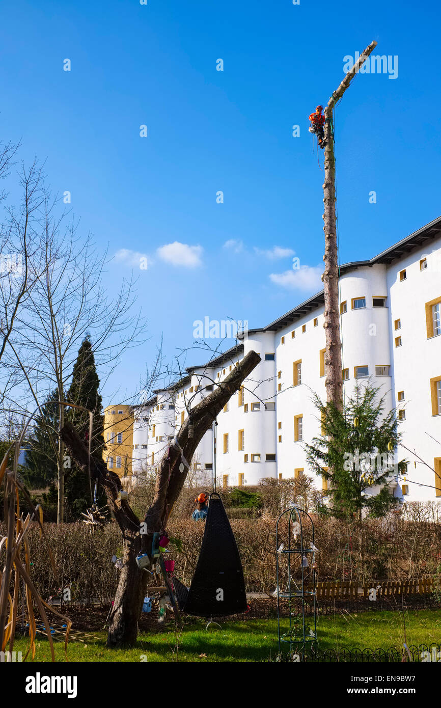 Abbattimento degli alberi nella zona di alloggiamento, Berlino, Germania Foto Stock