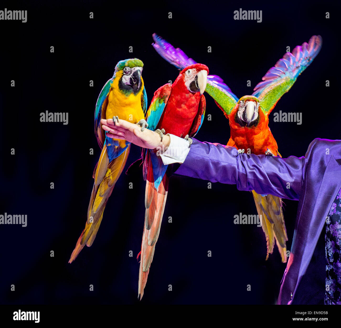 Tre Macaws seduto sull'uomo del braccio Foto Stock