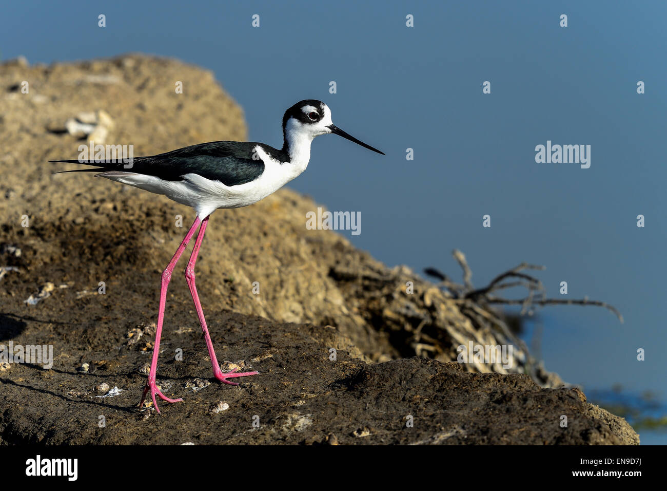 Nero a collo stilt, don edwards nwr, CA, Stati Uniti d'America Foto Stock