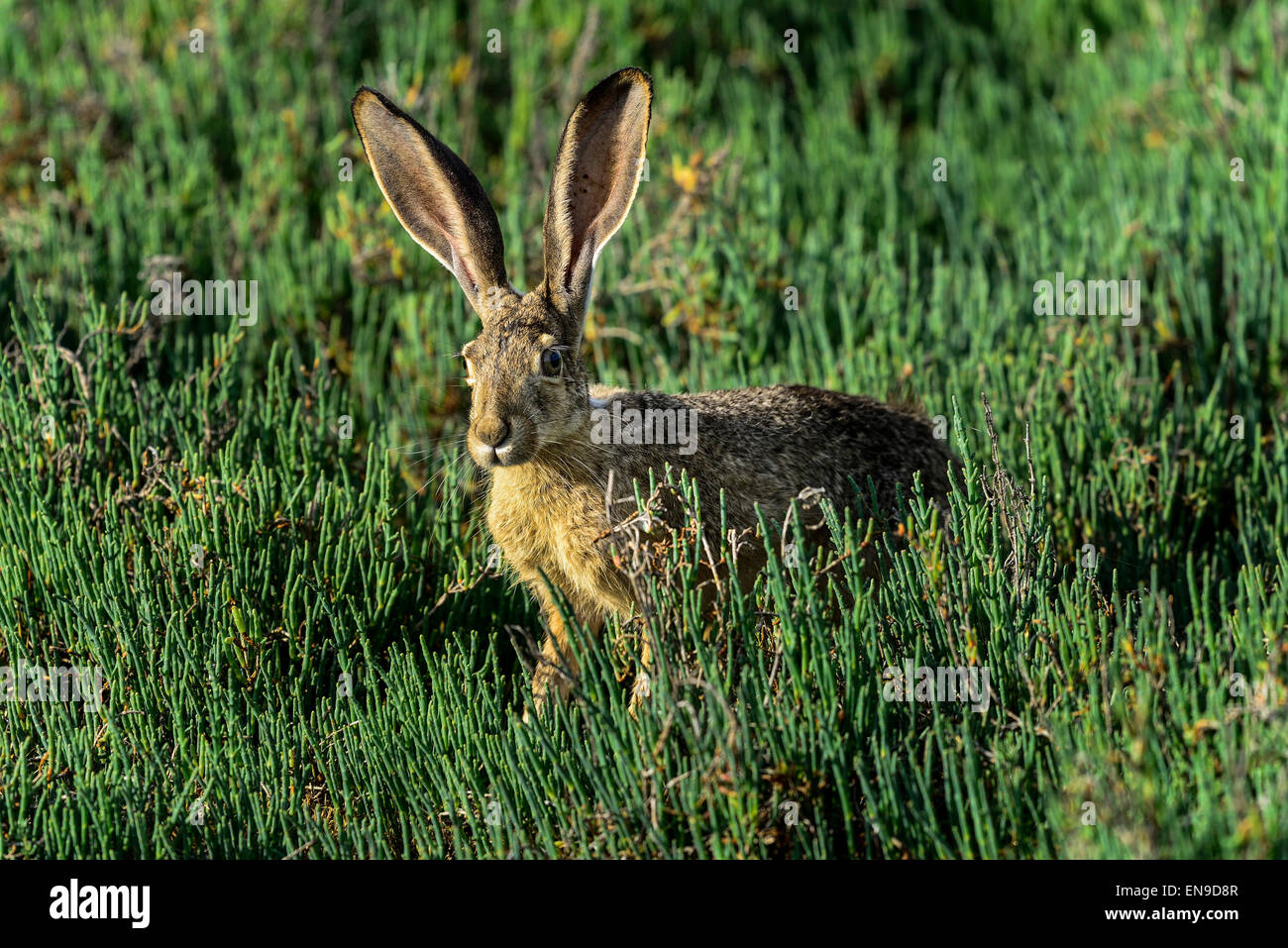 Nero-tailed jackrabbit, don edwards nwr, CA, Stati Uniti d'America Foto Stock