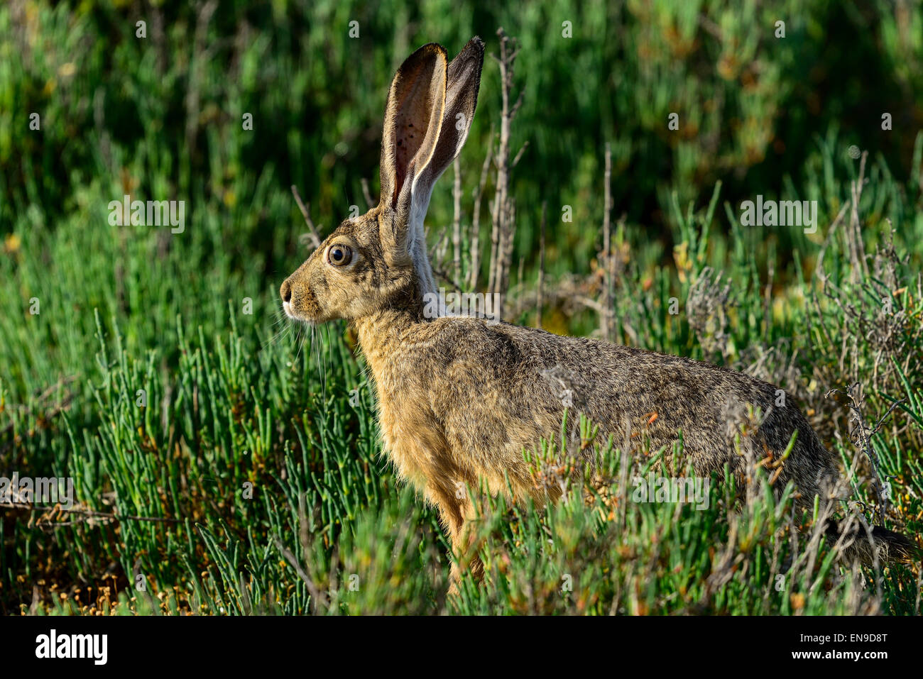 Nero-tailed jackrabbit, don edwards nwr, CA, Stati Uniti d'America Foto Stock