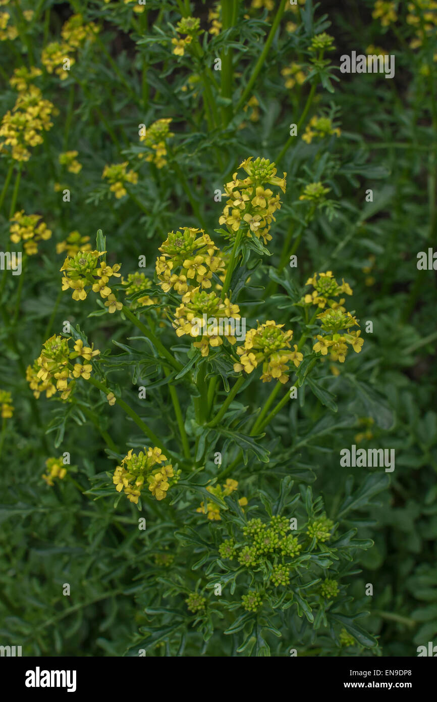 Wintercress / Barbarea vulgaris fiori. Pianta con una mostarda di gusto simile che cresce nei rifiuti umidi e strade. Un foraged & cibo di sopravvivenza. Foto Stock