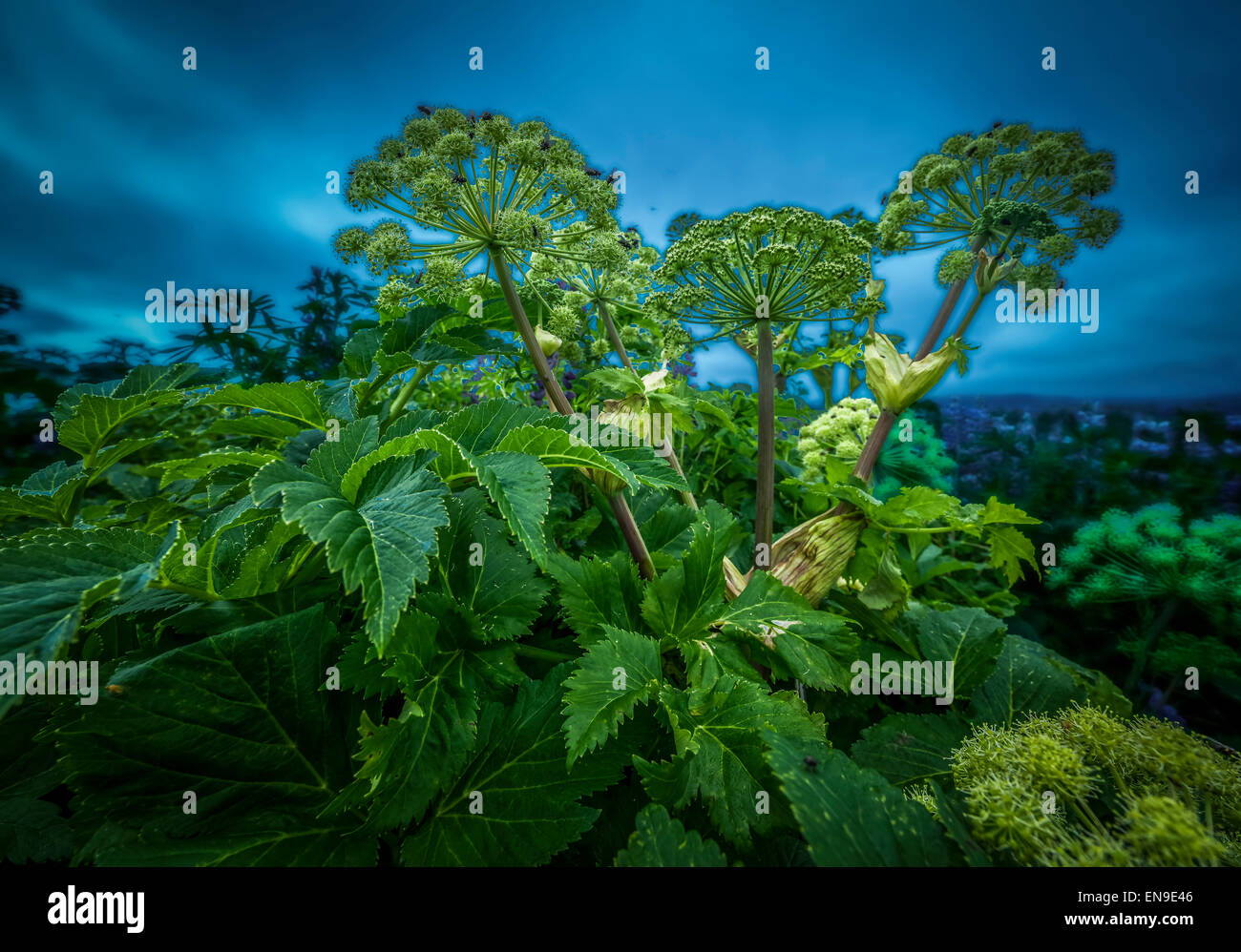 Angelica herb fiori selvatici. Angelica è ampiamente utilizzato in medicina di erbe. L'Islanda Foto Stock