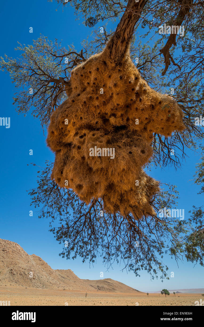 Socievole tessitore di nidi di uccelli in cammello Thorn trees, Namibia, Africa. Foto Stock