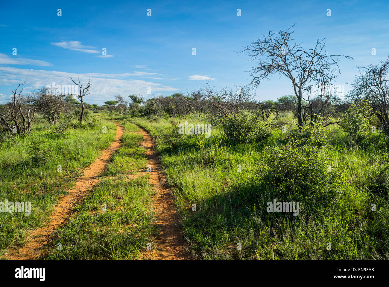 Strada sterrata con alberi, l'Okonjima, Namibia, Africa Foto Stock
