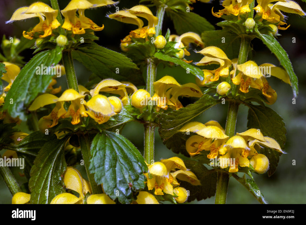 Giallo arcangelo, Ortica, Lamium galeobdolon Florentinum ' ' Foto Stock