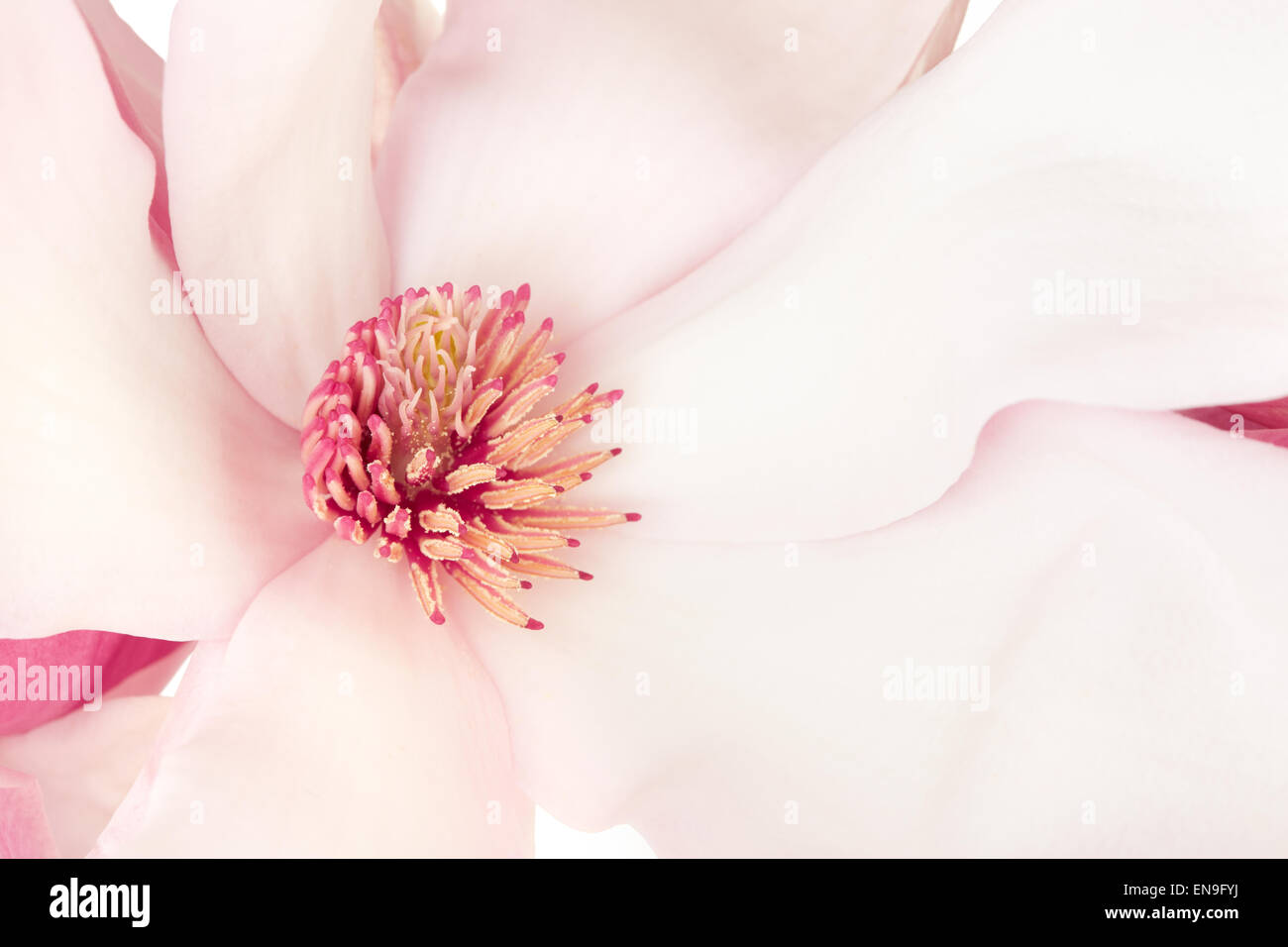 Magnolia rosa primavera macro di fiori Foto Stock