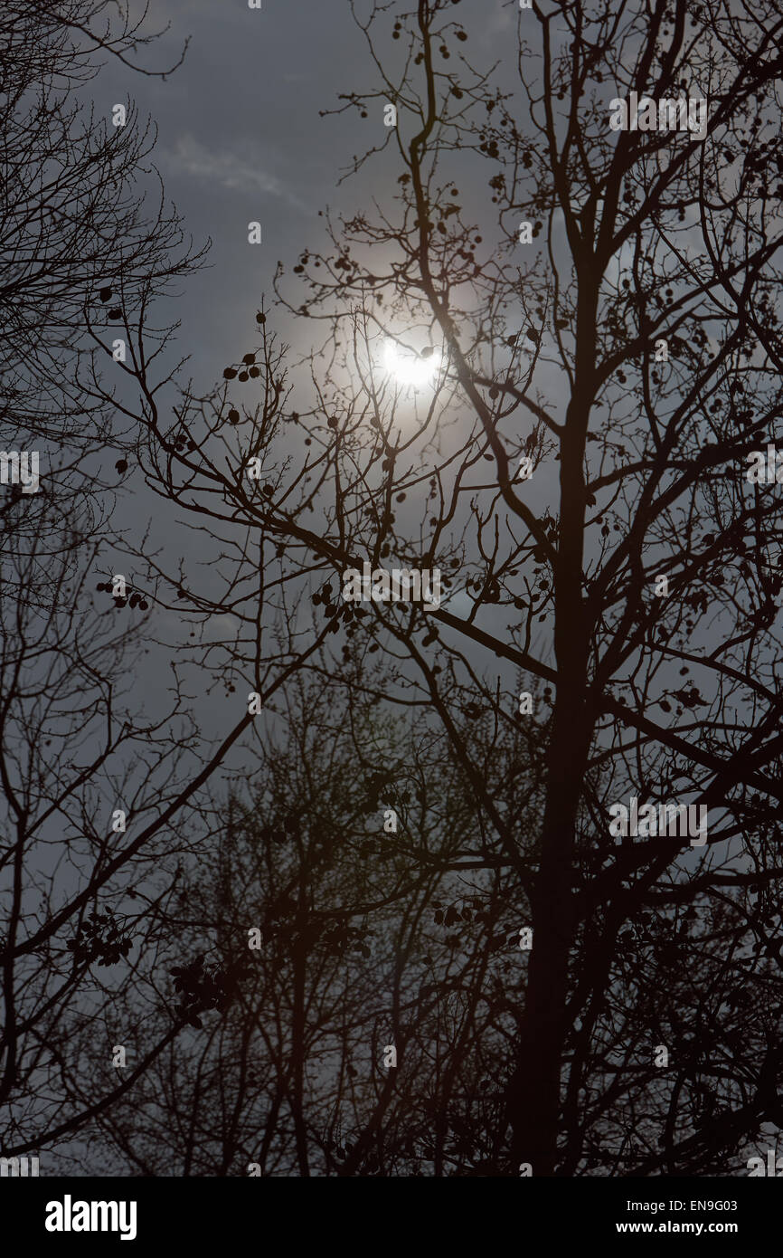 Eclissi solare e in inverno i rami degli alberi con cielo nuvoloso, buio e mistero Foto Stock