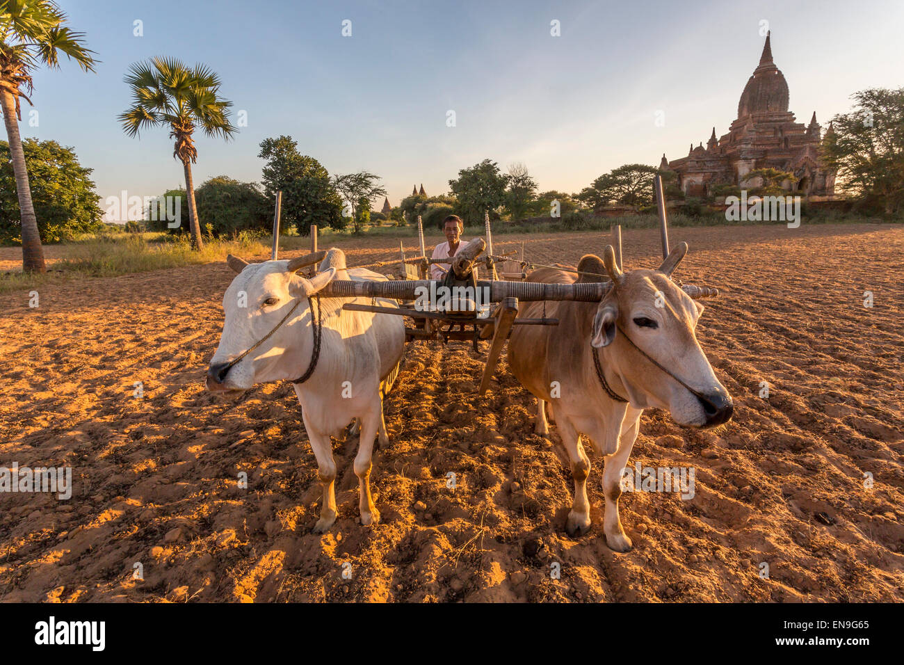 Ox carrello a piedi il solco con astine in background, Bagan, Myanmar Foto Stock