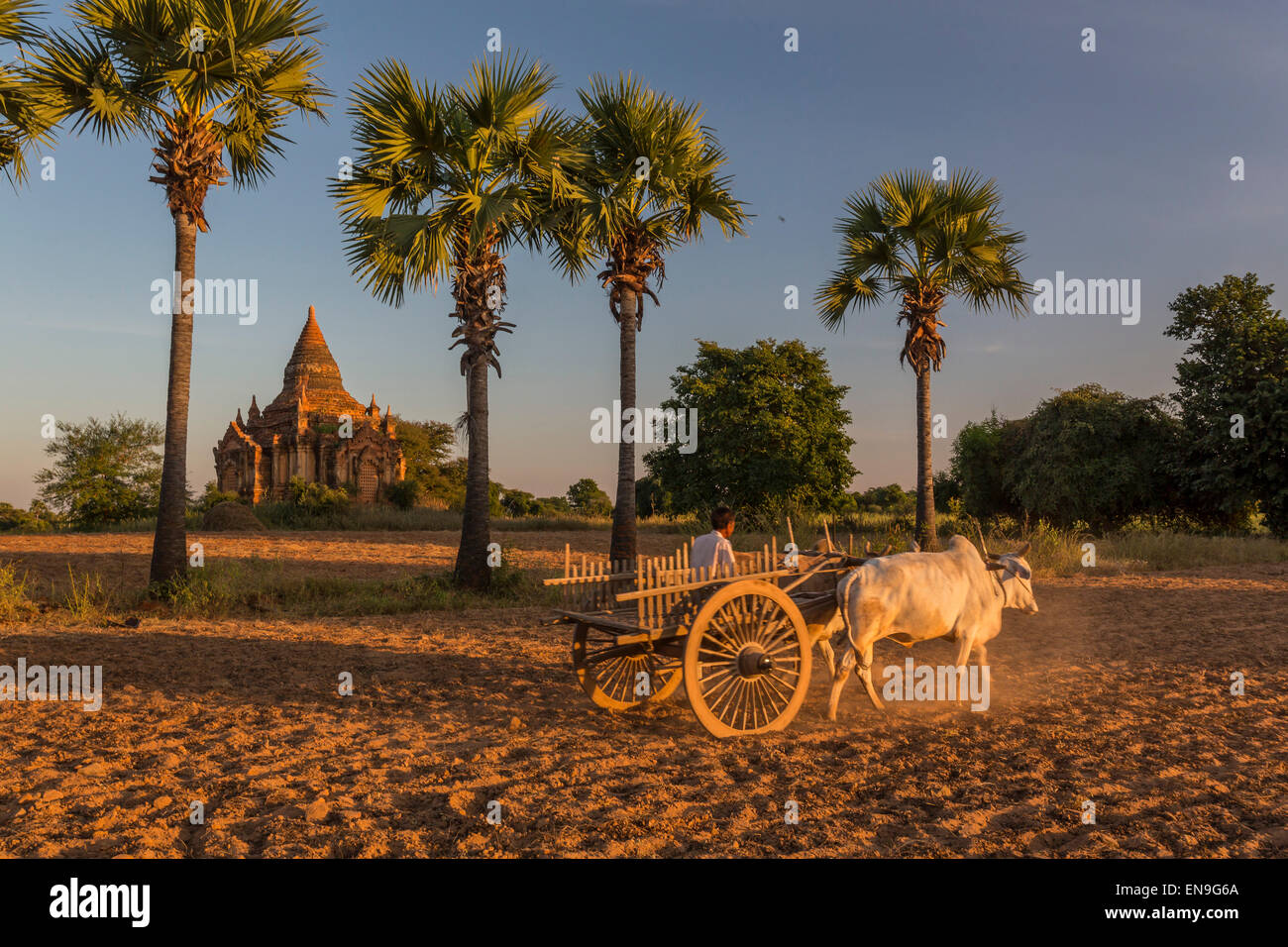 Ox carrello a piedi il solco con astine in background, Bagan, Myanmar Foto Stock