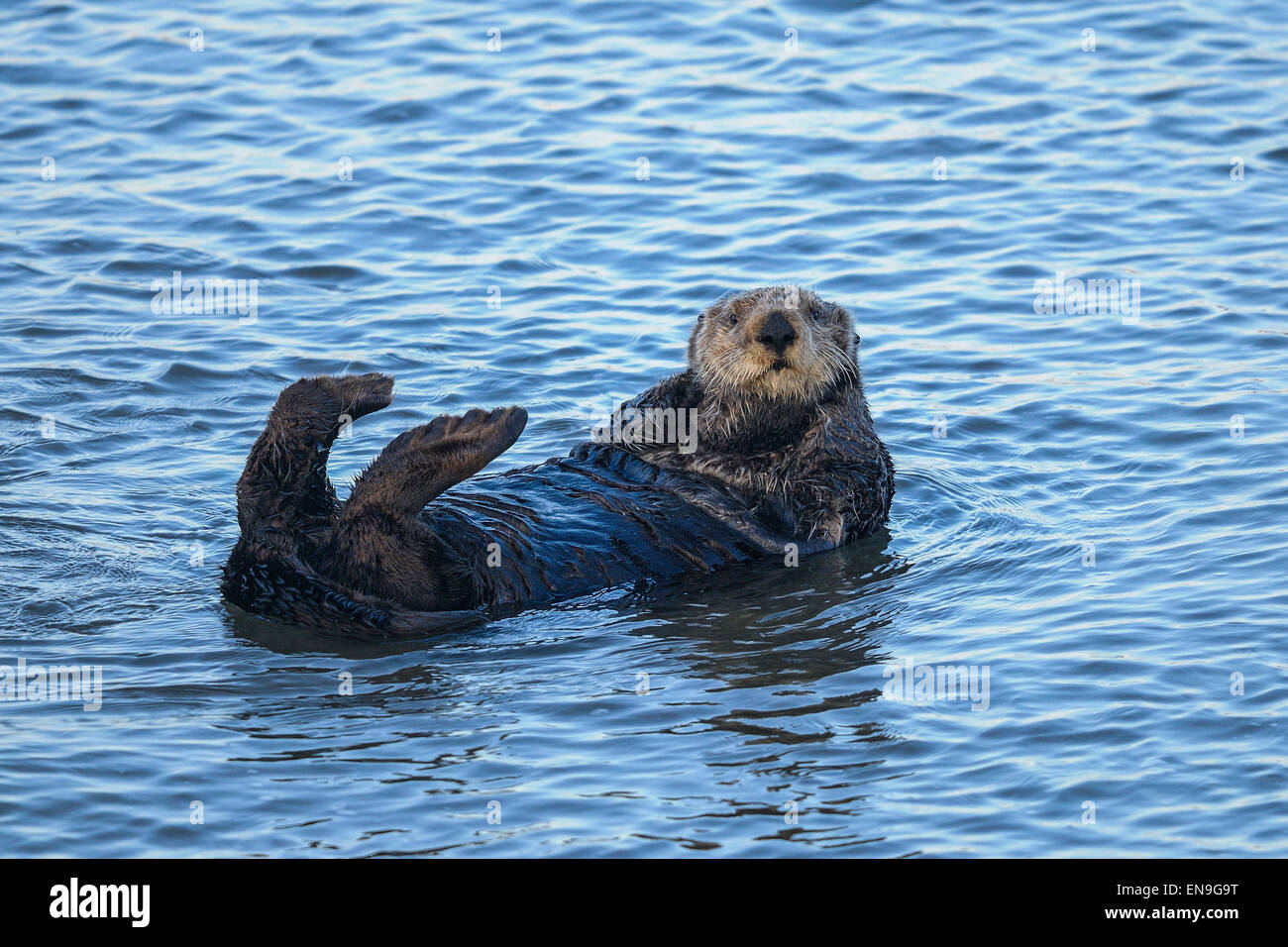 Sea Otter, Enhydra lutris Foto Stock