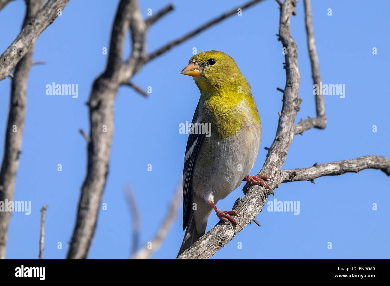 Carduelis tristis, american goldfinch Foto Stock