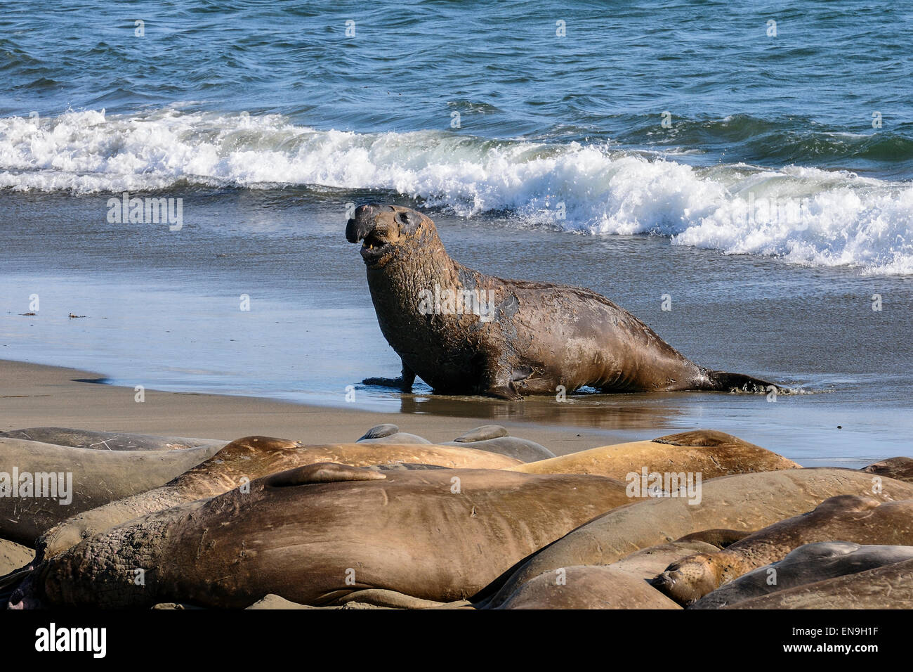 Northern guarnizione di elefante, California Foto Stock