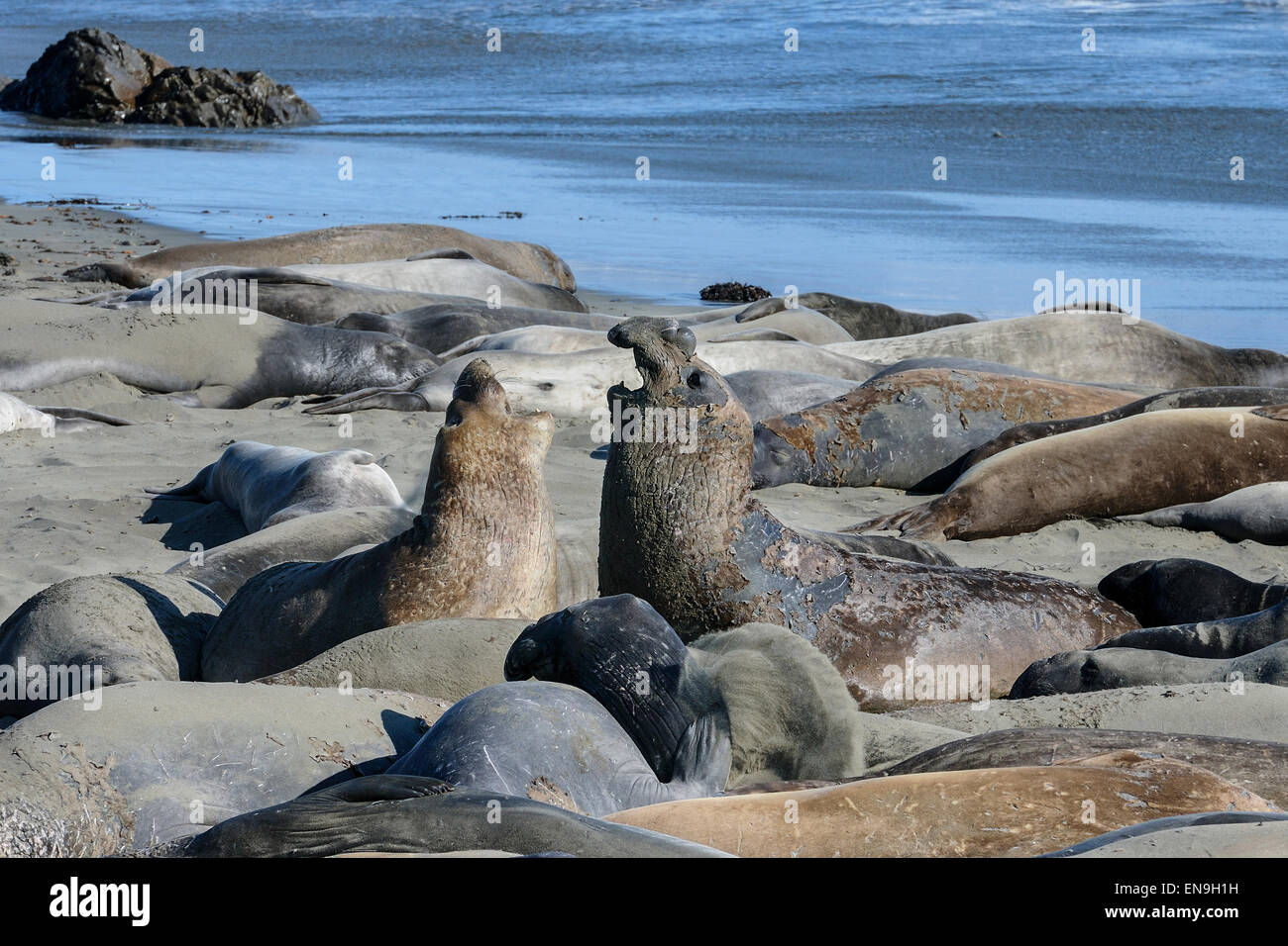 Northern guarnizione di elefante, California Foto Stock