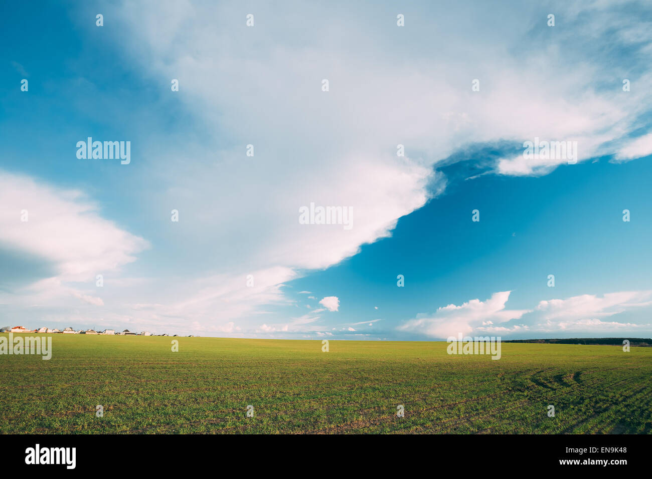Verde Campo di orzo in primavera. Agricola del paesaggio di sfondo Foto Stock