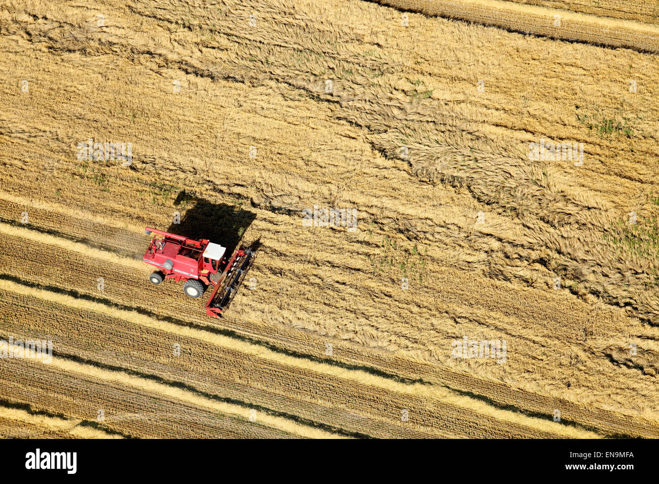 Una veduta aerea di macchinari agricoli in campo la raccolta di frumento Foto Stock